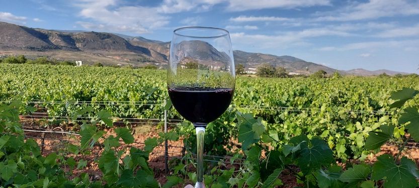 Foto mundo del vino