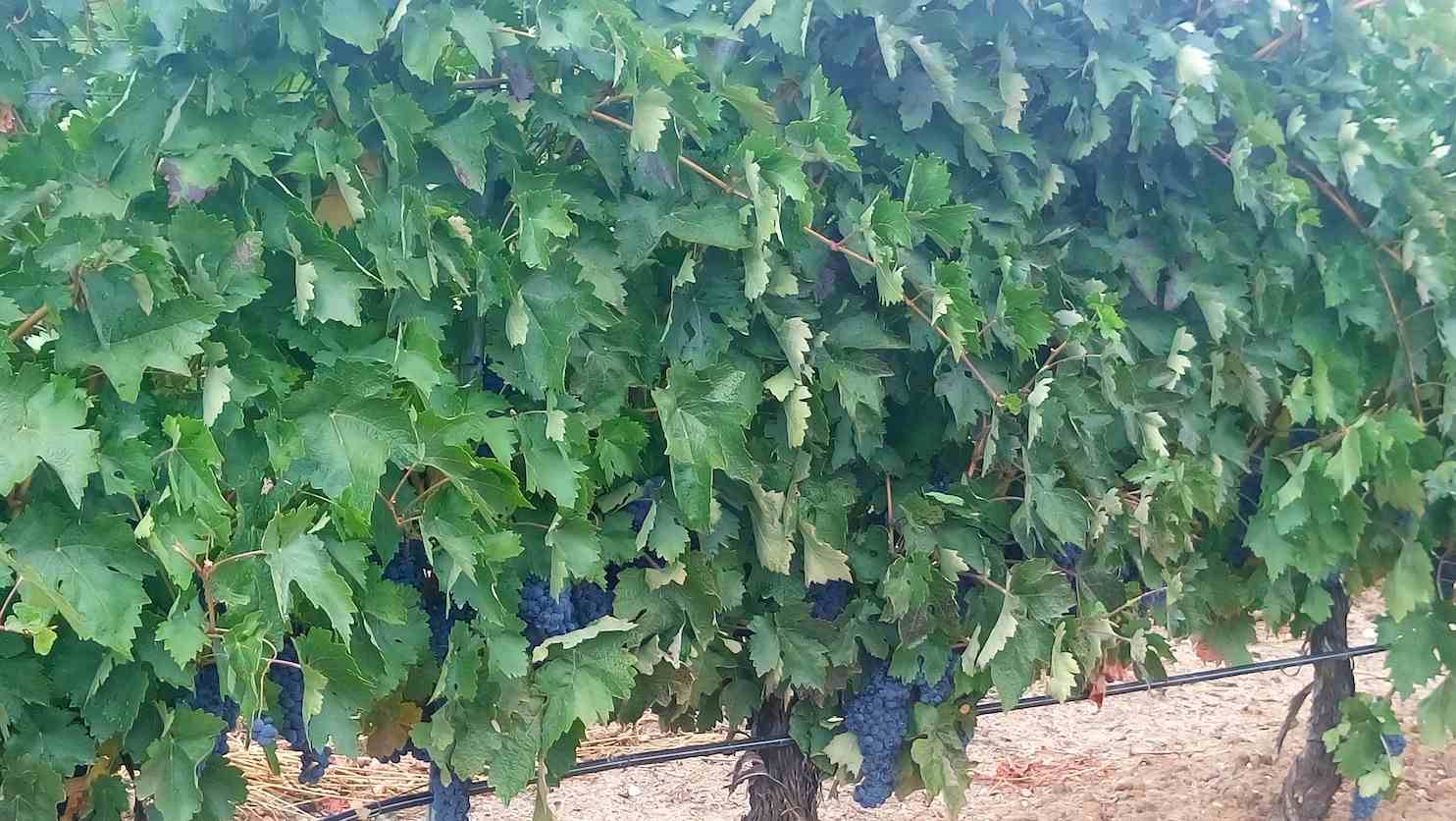 Foto mundo del vino