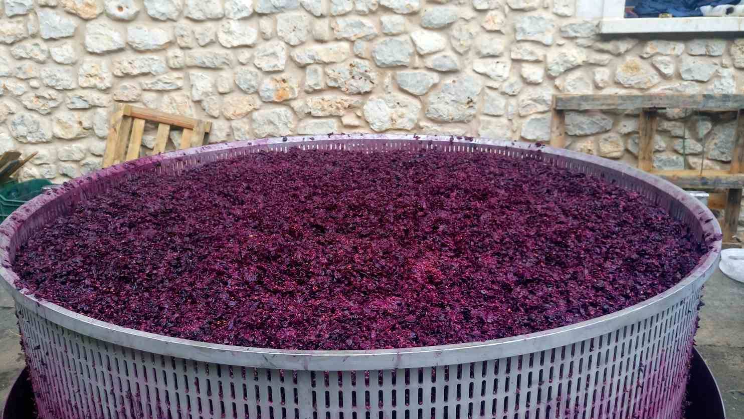 Foto mundo del vino