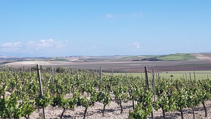 Foto mundo del vino