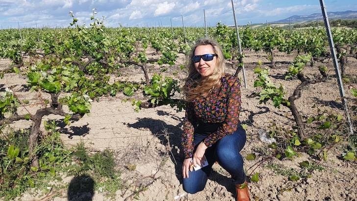 Foto mundo del vino