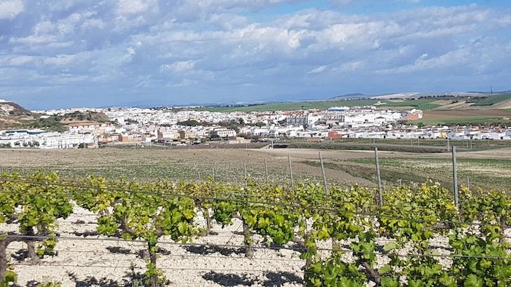 Foto mundo del vino
