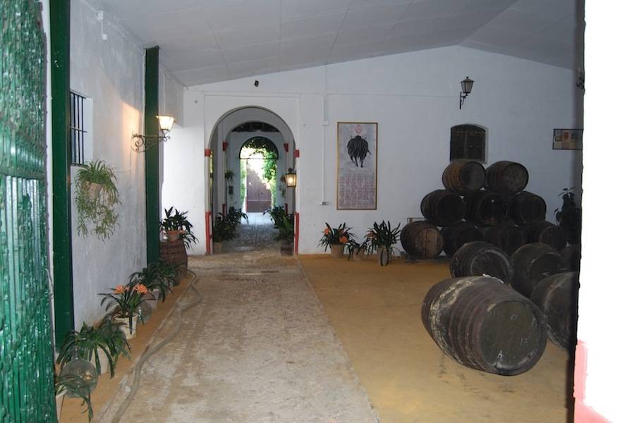 Foto mundo del vino