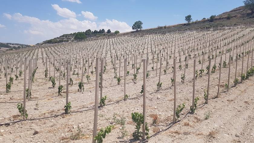 Foto mundo del vino