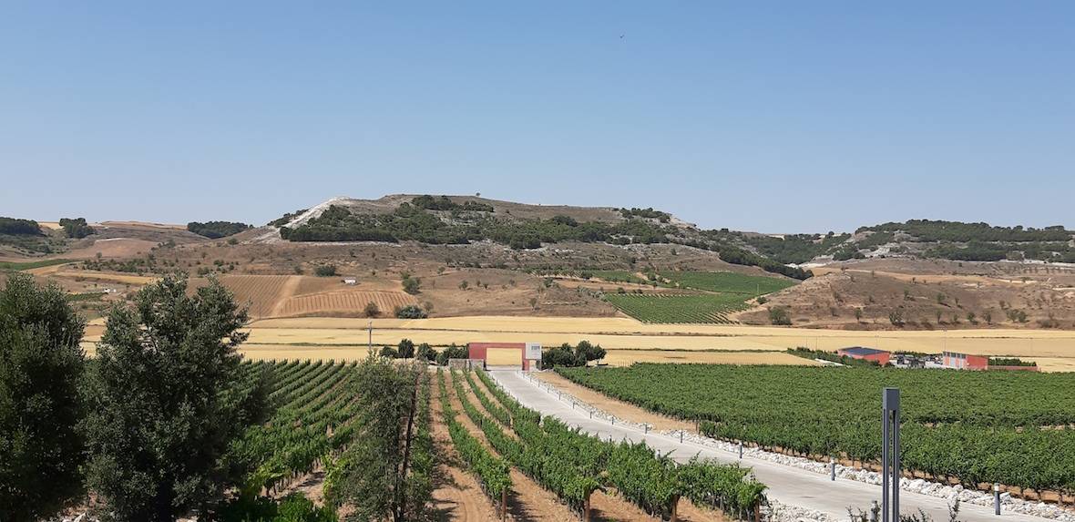 Foto mundo del vino