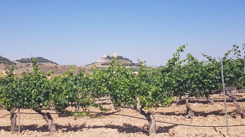 Foto mundo del vino