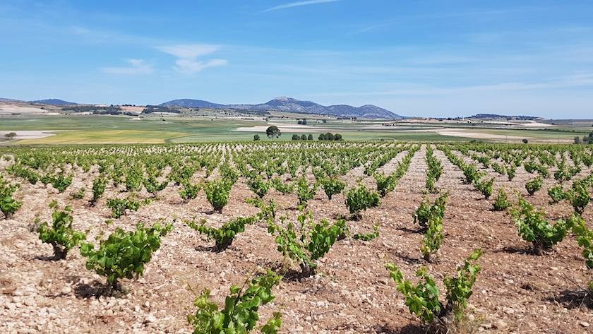 Foto mundo del vino