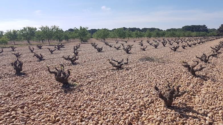 Foto mundo del vino