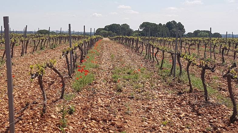 Foto mundo del vino