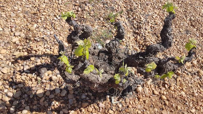 Foto mundo del vino