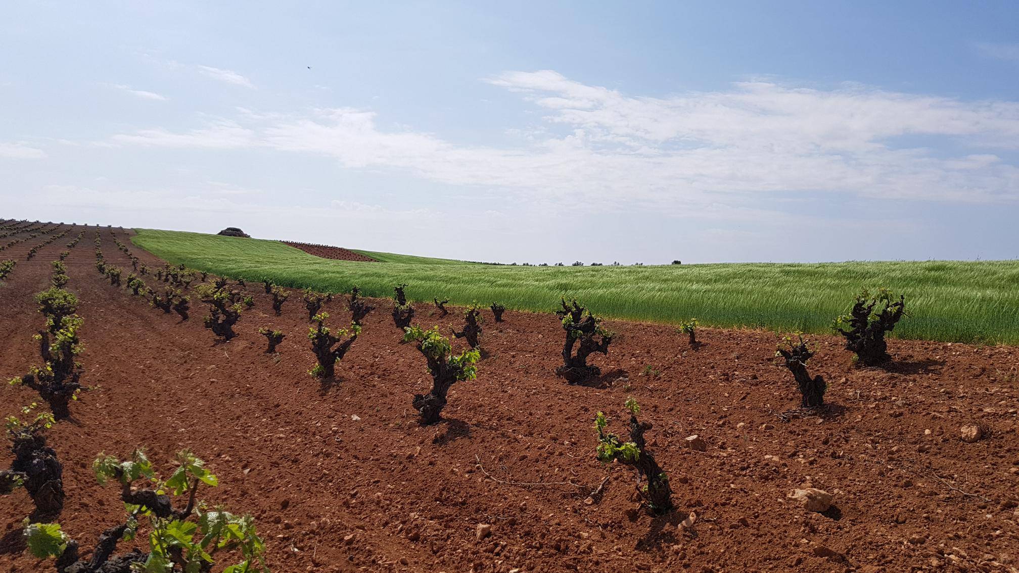 Foto mundo del vino