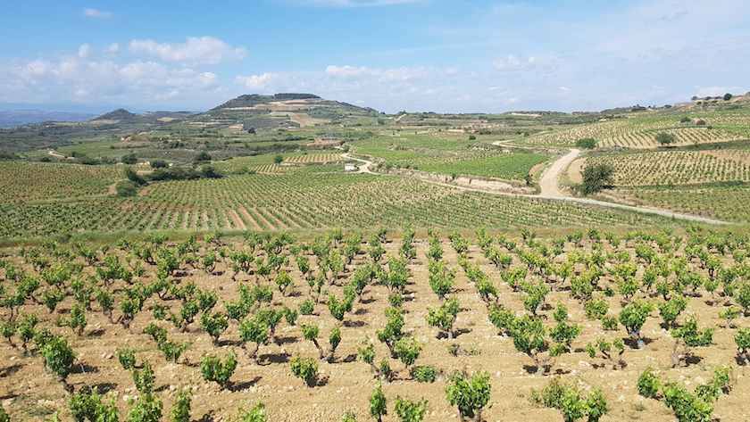 Foto mundo del vino
