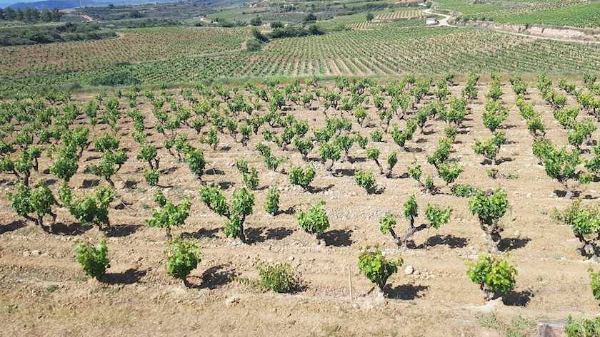 Foto mundo del vino