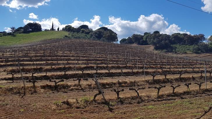 Foto mundo del vino