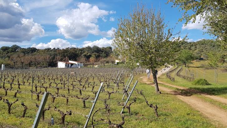 Foto mundo del vino