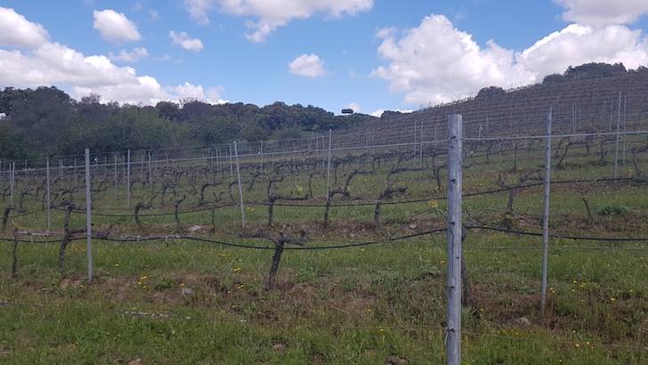 Foto mundo del vino