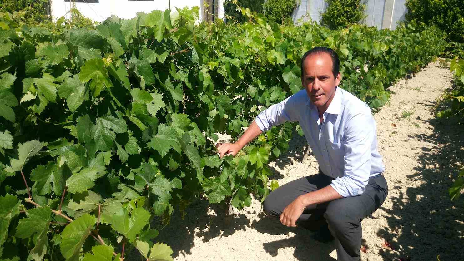 Foto mundo del vino