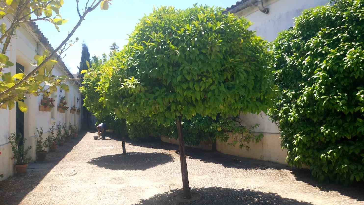 Foto mundo del vino