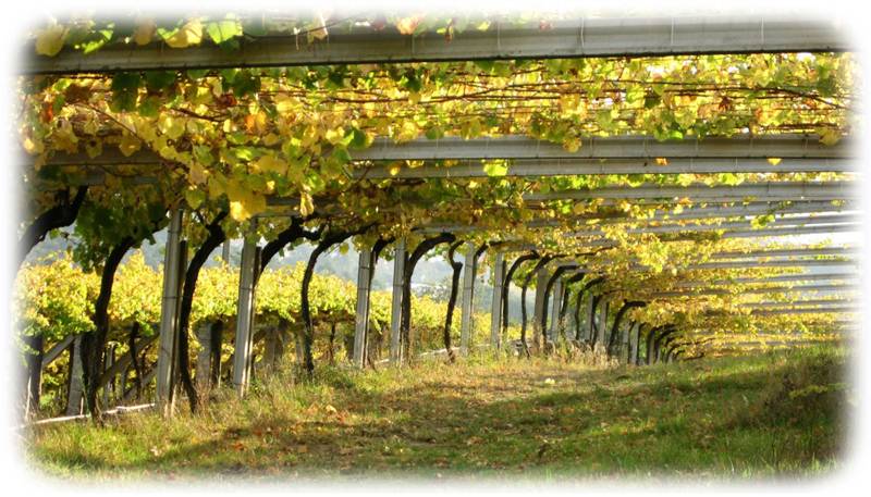 Foto mundo del vino
