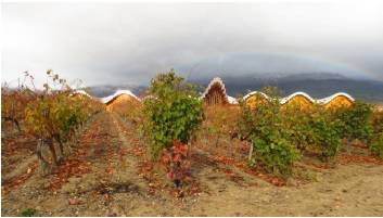 Foto mundo del vino
