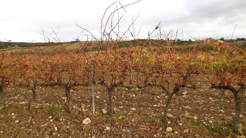 Foto mundo del vino
