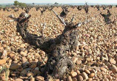 Foto mundo del vino
