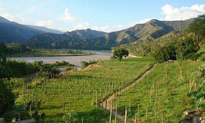 Foto mundo del vino