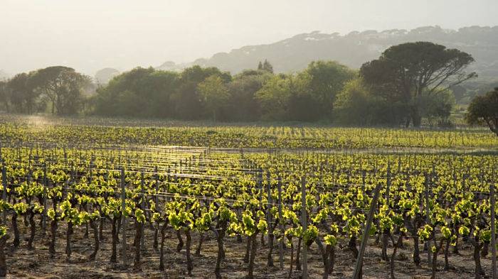 Foto mundo del vino