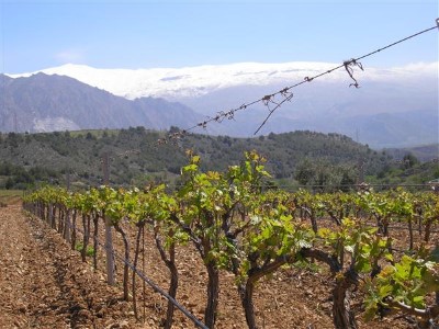 Visita guiada a la bodega con degustación de tres vinos