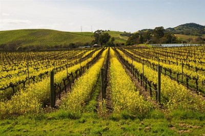 Vinos ecológicos. Una forma de entender la vida