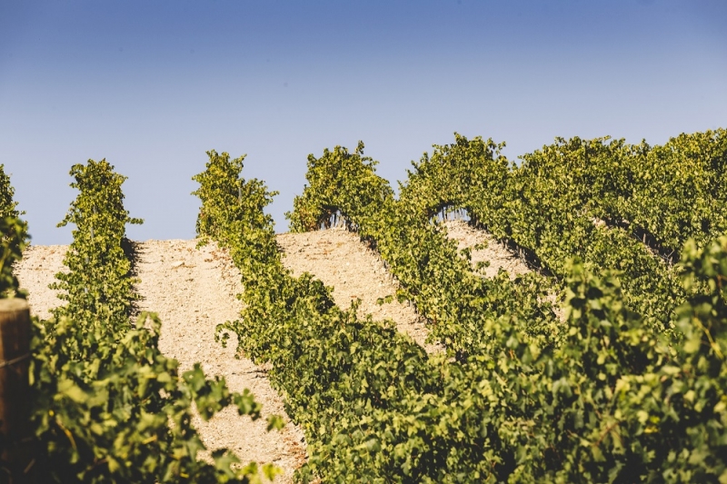 Enoturismo en Bodegas Nexus para 2
