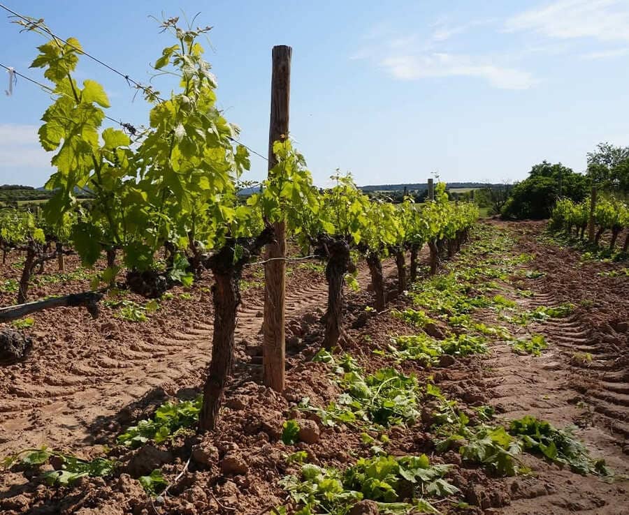 La importancia de la poda en verde en el viñedo.