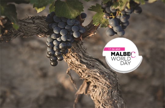 Foto mundo del vino