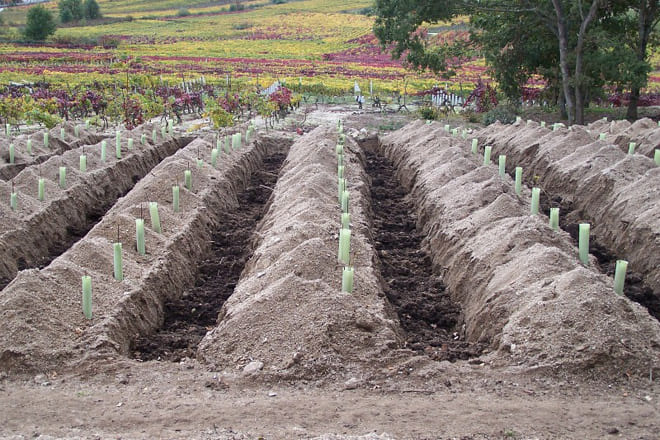 Foto mundo del vino