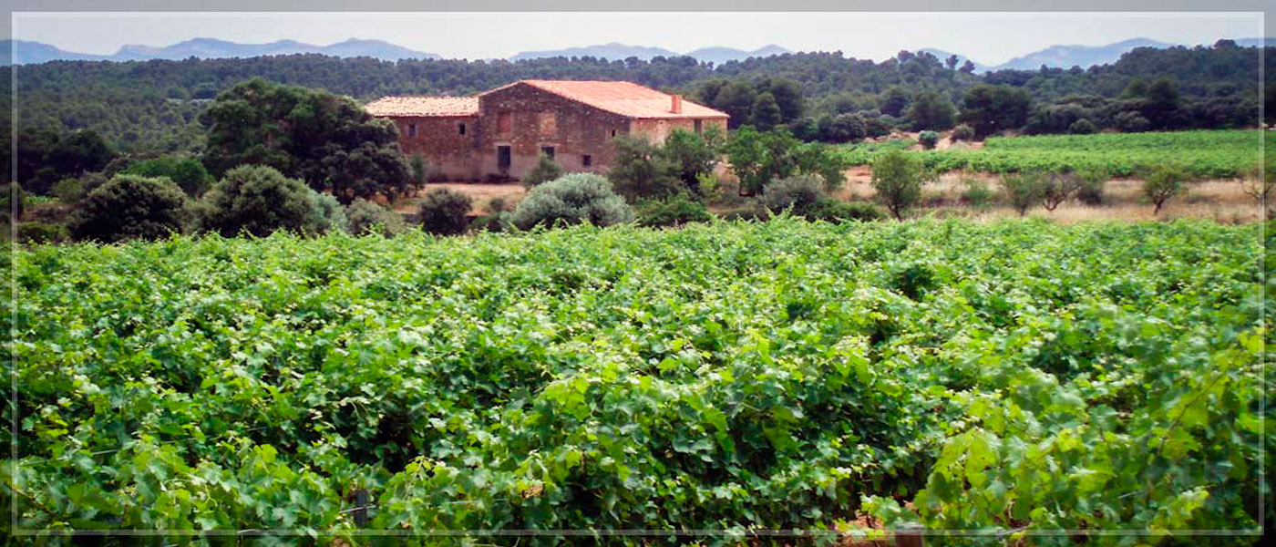 Foto mundo del vino