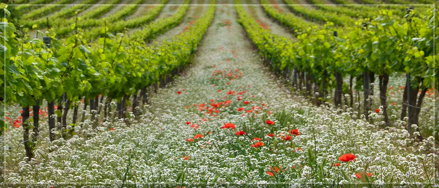 Foto mundo del vino