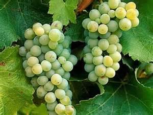 A uva Sauvignon Blanc.