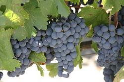 Características Organolépticas de los vinos varietales de Malbec.