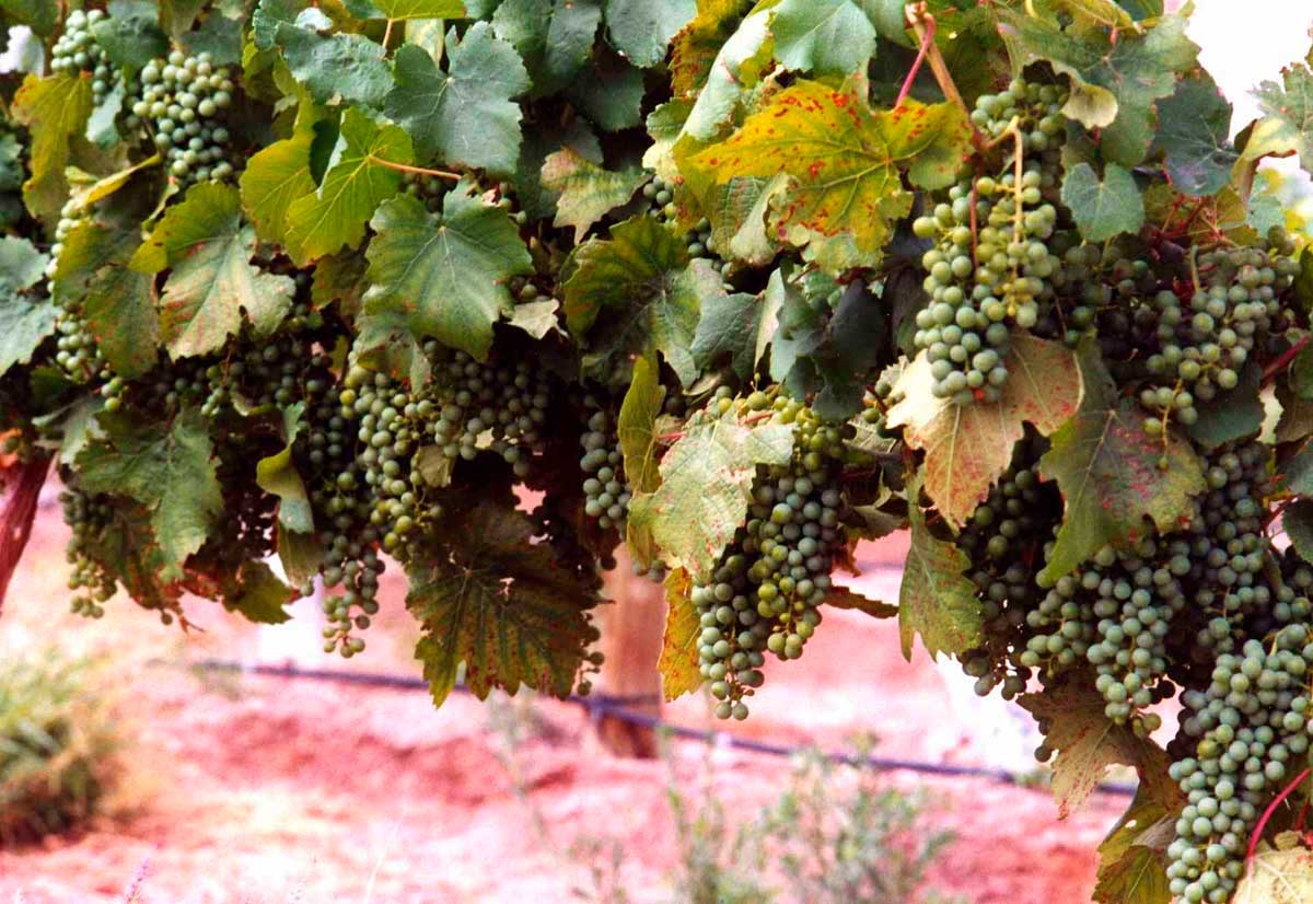 Foto mundo del vino