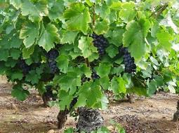 ¿Influye la geografía del Bierzo en la calidad de la uva y el vino?.