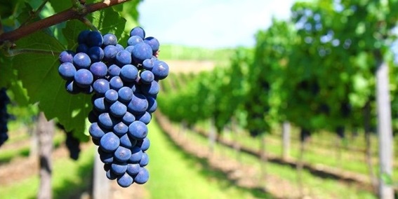 Foto mundo del vino