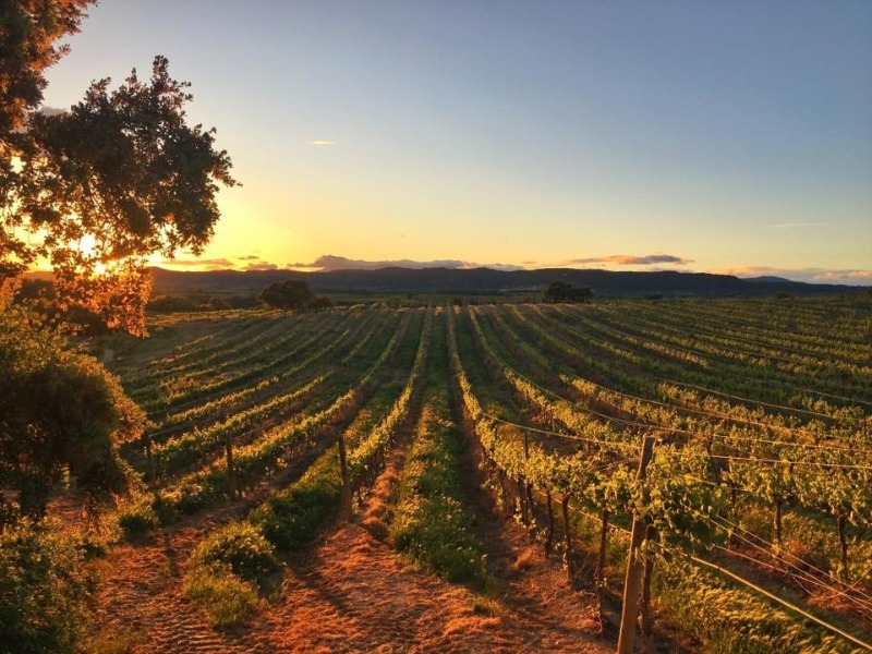 Foto mundo del vino