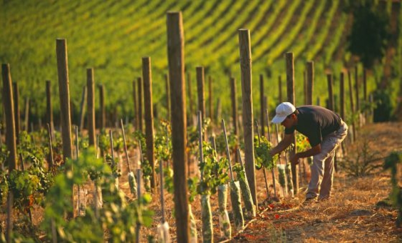 El Gobierno modifica la normativa sobre autorizaciones para plantaciones de viñedo.