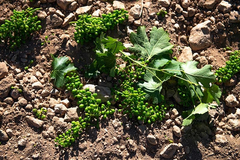 Foto mundo del vino